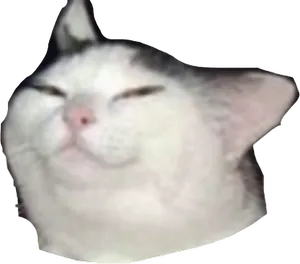 Squished Cat Face Meme.png PNG image