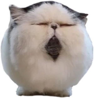 Squished Persian Cat Face.png PNG image