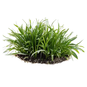St. Augustine Grass PNG 04292024