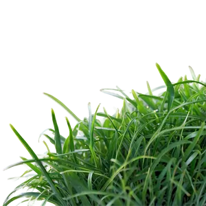 St. Augustine Grass Png 79 PNG image