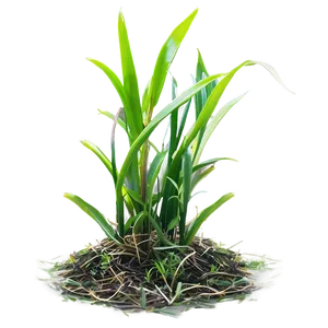 St. Augustine Grass Png Utd66 PNG image