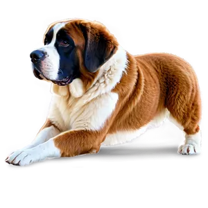 St Bernard Breed Illustration Png 52 PNG image