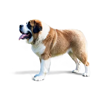 St Bernard Canine Giant PNG 79