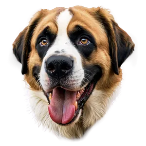 St Bernard Drooling Smile PNG 06292024 PNG
