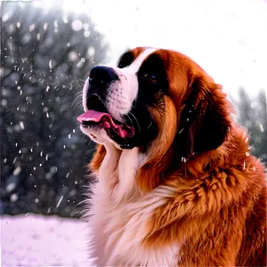 St Bernard Enjoying Snowfall PNG 42 PNG