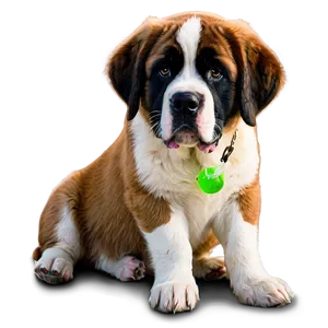 St Bernard Summer Cool-off PNG 06292024 PNG
