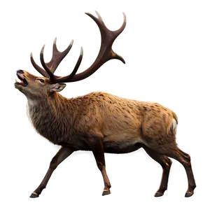 Stag A PNG image