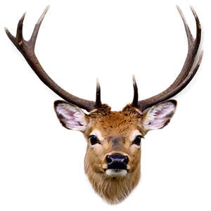 Stag And Butterfly PNG 18
