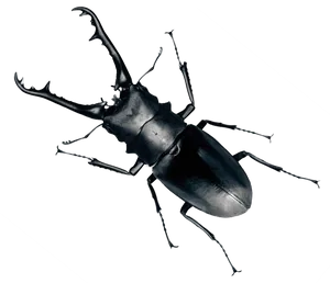 Stag Beetle Portrait PNG image