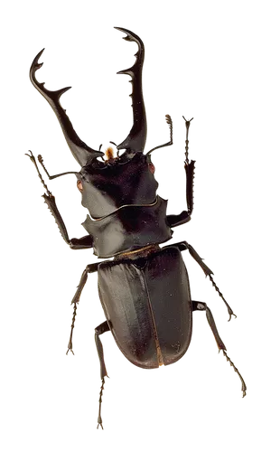 Stag Beetle Portrait PNG image