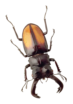 Stag Beetle Portrait