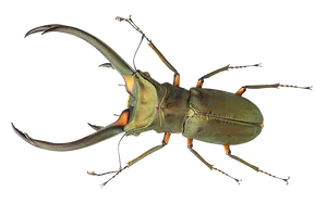 Stag Beetle Transparent Background PNG image