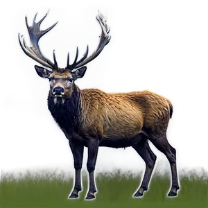 Stag In Foggy Forest PNG 06292024