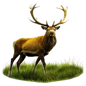 Stag In Grassland PNG 06292024