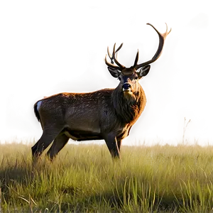 Stag In Grassland PNG 65