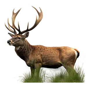 Stag In Grassland PNG Nko