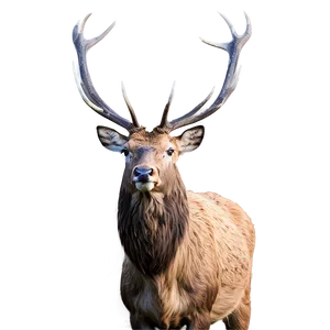 Stag In Highland PNG Imi