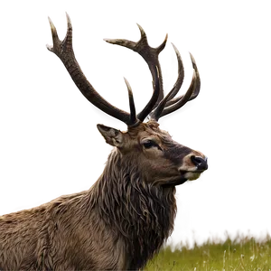 Stag In Highland PNG Min