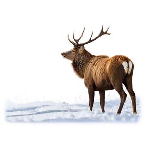 Stag In Snow Png Amq63 PNG image