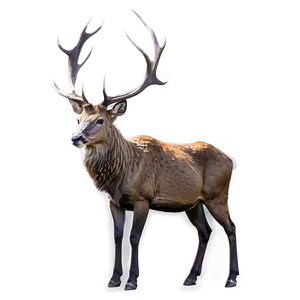 Stag Watercolor Painting Png 21 PNG image