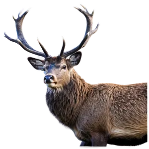 Stag Wildlife Photography Png 35 PNG image