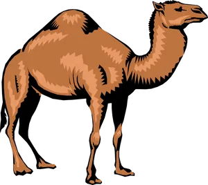 Standing Camel Illustration