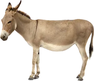 Standing Donkey Isolated Background.png