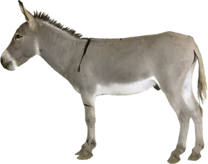 Standing Donkey Profile View PNG image