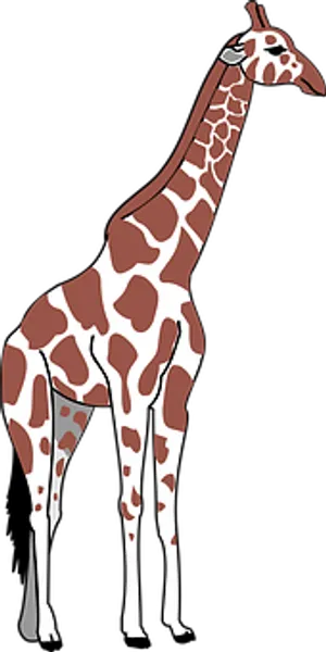 Standing Giraffe Illustration PNG image