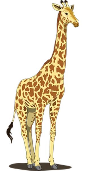 Standing Giraffe Illustration PNG image