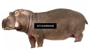 Standing Hippopotamus Cutout PNG