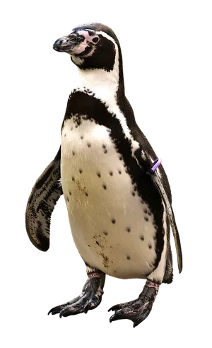 Standing Humboldt Penguin
