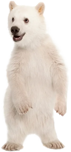 Standing Polar Bear Cub PNG image