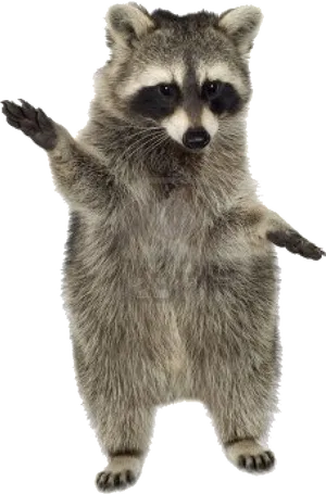 Standing Raccoon Gesture