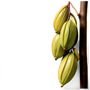 Star Fruit Harvest Png 29 PNG image