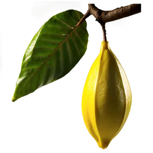 Star Fruit On Branch Png Rin PNG image