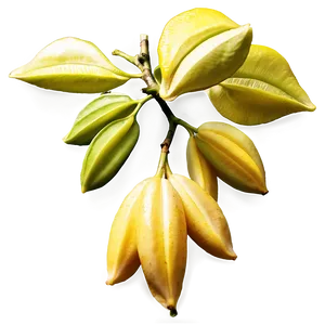 Star Fruit Tree Png 06252024 PNG image