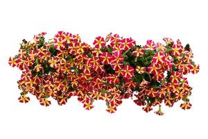Star Patterned Petunias Black Background