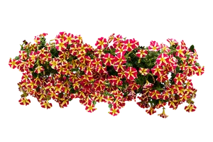 Star Patterned Petunias Black Background