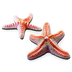 Starfish And Coral Reef PNG 43