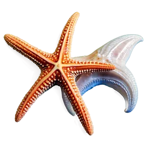 Starfish And Seashells PNG 05242024