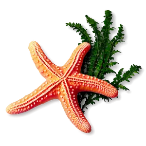 Starfish And Seaweed PNG 05242024 PNG