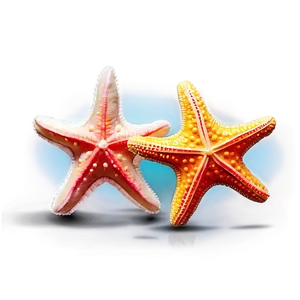 Starfish For Kids PNG 05242024 PNG