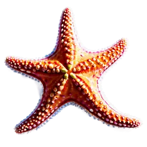 Starfish For Kids PNG Kcc