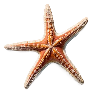 Starfish Fossil Image PNG 05242024 PNG