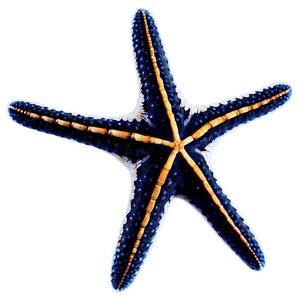Starfish Fossil Image PNG Aot PNG