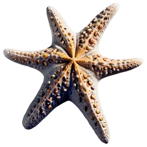 Starfish Fossil Image PNG Cgq PNG