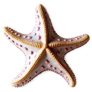 Starfish In Coastal Decor PNG Sax63 PNG