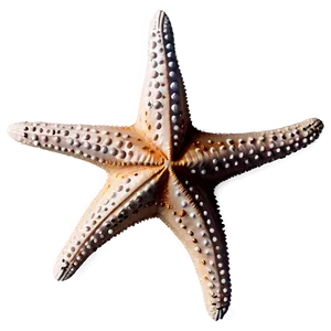 Starfish In Coastal Decor PNG Uyv PNG