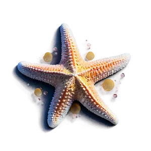 Starfish In Sunset View PNG 05242024